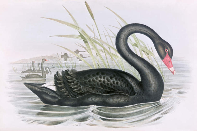 游泳,无人,横图,室内,白天,侧面,绘画,河流,美景,水,芦苇,鸟,野生动物,天鹅,油画,许多,波纹,艺术,鸟类,河水,景观,水流,涟漪,很多,古典,注视,文化,黑色,倒影,水纹,自然,动物,工艺品,波浪,观察,看,品味,景色,可爱,观看,美术,察看,倒映,高雅,关注,自然风光,水晕,美学,泅水,芦芛,反照,芦,芦花,苇,拍浮,鹄,彩图,全身