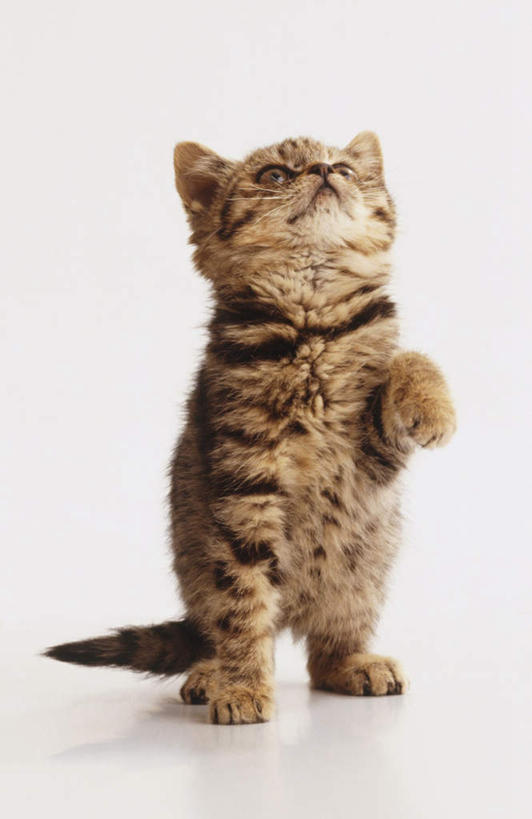 白色背景,正面,宠物,虎斑猫,猫,阴影,光线,影子,灯光,注视,一只,动物