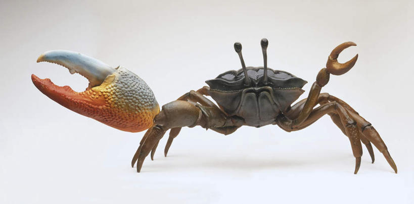 招潮蟹干嘛一只钳大一只钳小_微博生活网