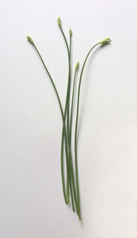 无人,竖图,室内,特写,白天,白色背景,正面,蔬菜,新鲜,韭菜,食品,食物,摄影,有机食品,绿色食品,影棚,起阳草,韭,山韭,长生韭,彩图,影棚拍摄,拍摄