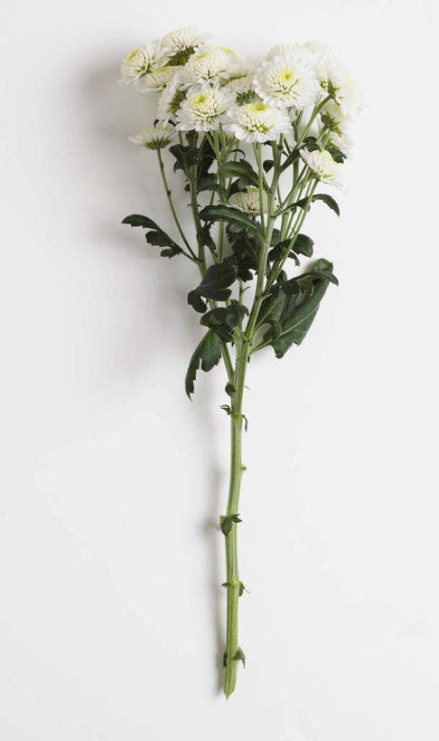 鲜花,绿色,白色,自然,花苞,花蕊,摄影,甘菊,影棚,生长,成长,杭菊花