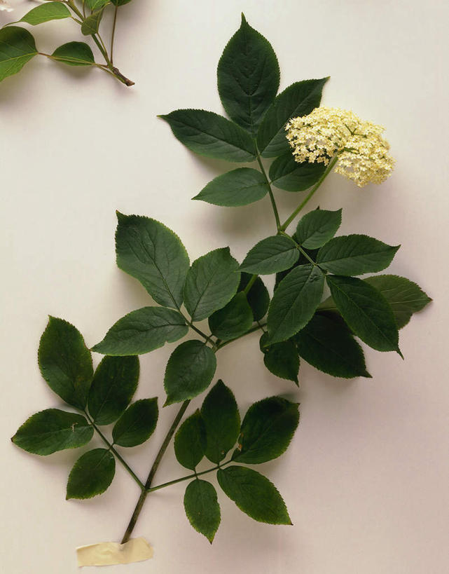 无人,竖图,俯视,室内,特写,白天,植物,叶子,阴影,盛开,反射,影子,绿叶