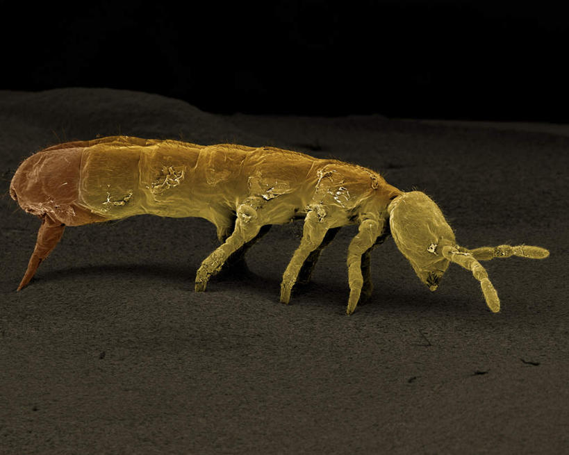 无人,横图,俯视,室内,特写,白天,仪器,黑色背景,检查,反射,分析,科学,昆虫,显微镜,注视,一只,动物,观察,看,爬,清晰,探索,放大,观看,仔细,透镜,察看,凸透镜,聚焦,关注,光学,害虫,清楚,跳虫,彩图,高角度拍摄,全身