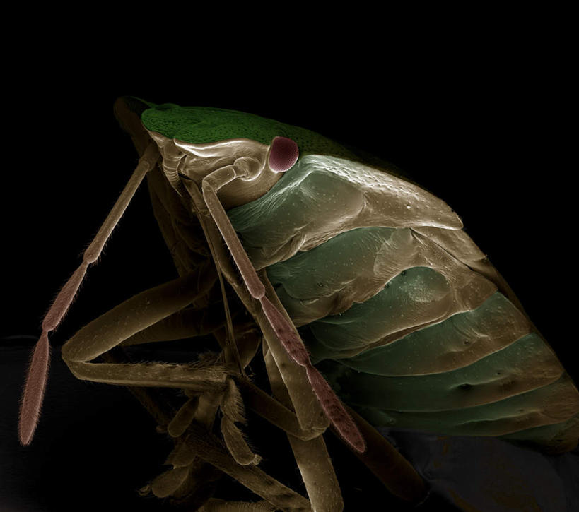 无人,横图,俯视,室内,特写,白天,仪器,黑色背景,检查,反射,分析,科学,昆虫,触须,显微镜,注视,一只,绿色,动物,观察,看,清晰,探索,放大,观看,仔细,透镜,察看,凸透镜,聚焦,关注,益虫,光学,清楚,半身,彩图,高角度拍摄