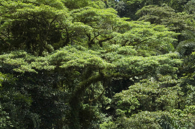 无人,横图,俯视,室外,白天,安全,美景,树林,植物,哥斯达黎加,阴影,新鲜,平静,光线,影子,景观,树,树木,绿色,阳光,自然,景色,生长,成长,青春,宁静,北美,北美洲,生命,自然风光,美洲,和平,安详,北亚美利加洲,亚美利加洲,哥斯达黎加共和国,太平,冷色,安适,安好,宁靖,彩图,高角度拍摄