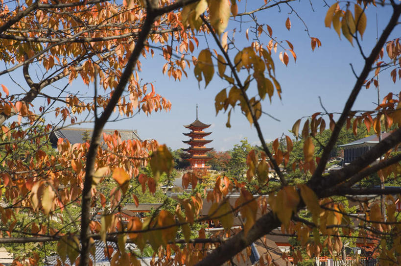无人,寺庙,横图,室外,白天,正面,旅游,度假,名胜古迹,秋季,植物,标志建筑,地标,建筑,叶子,广岛县,日本,亚洲,阴影,节日,遗迹,光线,影子,塔,枯叶,落叶,枝条,古迹,文化,文物,娱乐,建设,古建筑,宝塔,树,树木,树枝,蓝色,绿色,蓝天,天空,阳光,庙宇,天,祈祷,享受,休闲,健康,旅游胜地,放松,许愿,宗教,信仰,生长,晴朗,成长,纪念,祈求,古文明,东亚,本州,万里无云,本州岛,日本国,広岛,中国地方,浮图,浮屠,虬枝,枝杈,平安,叶,叶片,晴空,晴空万里,秋,秋天,彩图,庙,寺