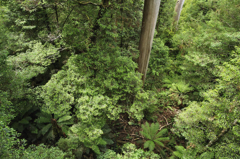 无人,横图,俯视,室外,白天,旅游,度假,美景,植物,澳大利亚,阴影,光线,影子,景观,娱乐,树,树木,绿色,阳光,自然,享受,休闲,景色,放松,生长,成长,自然风光,大洋洲,澳洲,南方大陆,澳大利亚联邦,西澳大利亚,西澳大利亚州,彩图,高角度拍摄