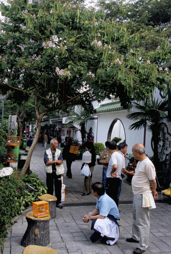 东方人,公园,站,蹲,竖图,室外,白天,侧面,度假,美景,植物,城市风光,城市,道路,路,香港,中国,亚洲,服装,景观,小路,交通,许多人,注视,休闲装,黄种人,娱乐,树,树木,衣服,绿色,观察,看,站着,一群人,享受,休闲,休闲服,景色,放松,服饰,生长,成长,观看,港,察看,关注,东亚,背手,九龙,旺角,香港特别行政区,港澳台,中华人民共和国,九龙半岛,油尖旺区,亚洲人,蹲着,站立,彩图,全身