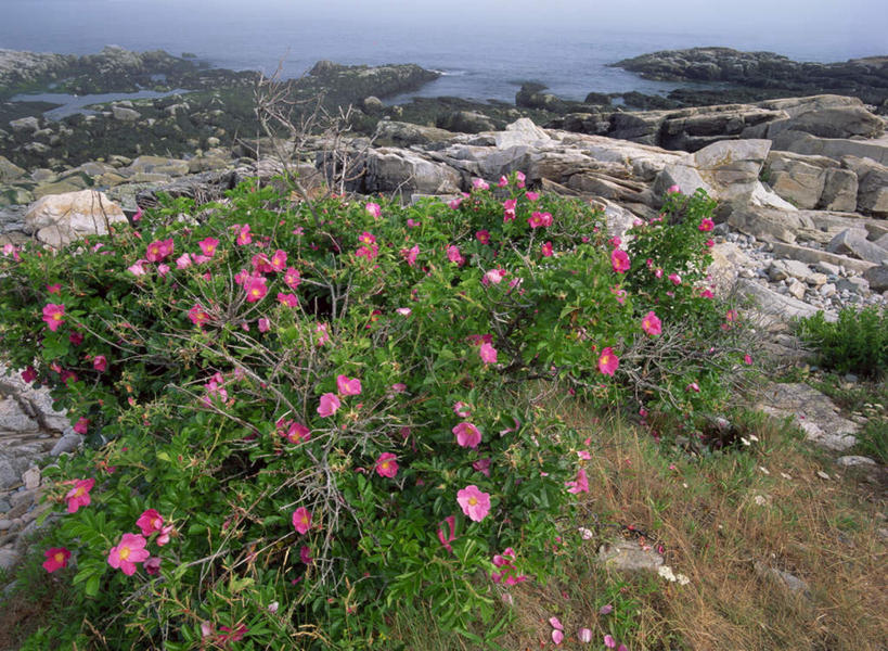 无人,公园,横图,俯视,室外,白天,爱情,幸福,纯洁,热情,海浪,海洋,石头,美景,山,山脉,植物,玫瑰,美国,许多,阴影,盛开,光线,石子,影子,景观,浪花,山峰,玫瑰花,枝条,山峦,浪漫,花蕾,花,花瓣,花朵,鲜花,树,树木,树枝,粉色,阳光,自然,海水,群山,花苞,花蕊,温暖,温馨,景色,恩爱,和睦,北美,北美洲,国家公园,自然风光,美洲,感动,海景,缅因州,阿卡迪亚国家公园,北亚美利加洲,亚美利加洲,尊敬,缅因,松林之州,卡地亚国家公园,虬枝,枝杈,天真,刺玫花,徘徊花,大海,风浪,海,海水的波动,近岸浪,石块,岩石,涌浪,彩图,高角度拍摄,融洽
