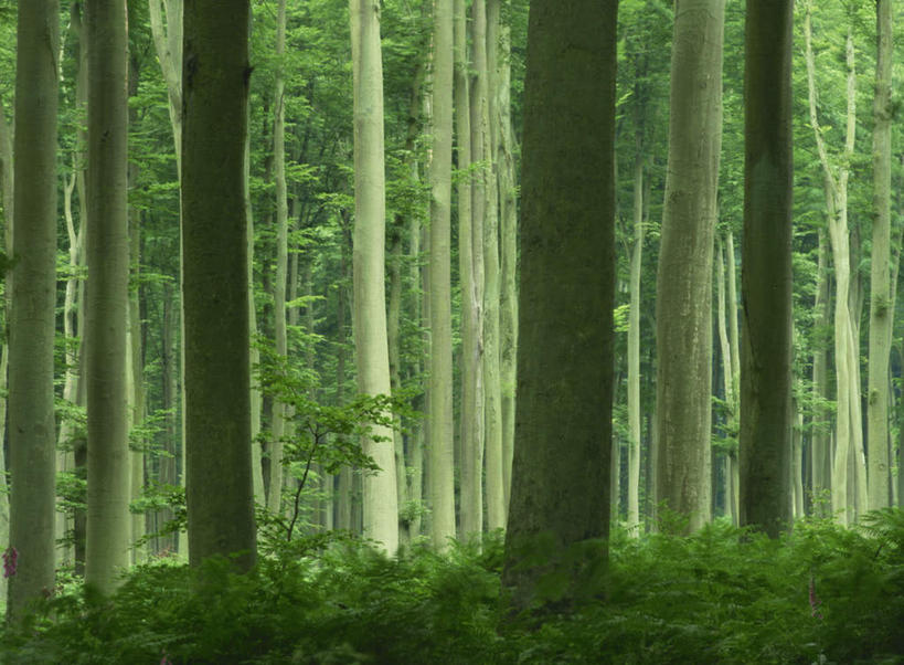 无人,横图,室外,白天,正面,旅游,度假,草地,草坪,美景,植物,法国,欧洲,阴影,光线,影子,景观,娱乐,草,树,树木,绿色,阳光,自然,享受,休闲,景色,放松,茂盛,生长,成长,繁茂,自然风光,法兰西共和国,法兰西第五共和国,兴旺,昌盛,厄尔.卢瓦尔省,昌隆,畅旺,发达,蕃芜,繁盛,富强,隆盛,蓬勃,旺盛,兴隆,兴盛,郁勃,彩图