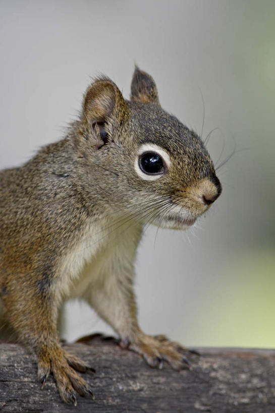 无人,站,竖图,室外,特写,白天,侧面,美景,植物,野生动物,美国,阴影,朦胧,模糊,光线,影子,景观,枝条,注视,树,树木,树枝,一只,阳光,自然,动物,松鼠,观察,看,站着,景色,可爱,活泼,观看,察看,北美,北美洲,关注,自然风光,美洲,阿拉斯加,阿拉斯加州,北亚美利加洲,亚美利加洲,最后的边疆,午夜阳光之地,红松鼠,虬枝,枝杈,站立,半身,彩图