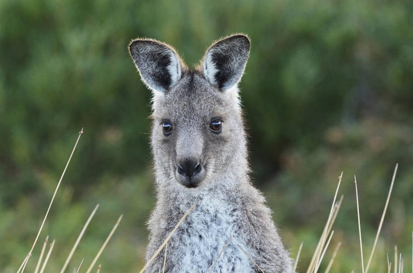 无人,站,横图,室外,特写,白天,正面,旅游,度假,草地,草坪,美景,植物,袋鼠,野生动物,澳大利亚,阴影,朦胧,模糊,光线,影子,景观,注视,娱乐,草,树,树木,一只,绿色,阳光,自然,动物,观察,看,站着,享受,休闲,景色,放松,可爱,活泼,生长,成长,观看,察看,国家公园,关注,自然风光,大洋洲,澳洲,南方大陆,育儿袋,澳大利亚联邦,威尔逊岬国家公园,维多利亚,维多利亚州,站立,半身,彩图