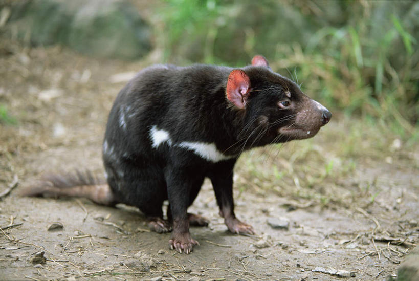 无人,站,横图,室外,特写,白天,侧面,旅游,度假,草地,草坪,石头,美景,植物,野生动物,澳大利亚,阴影,朦胧,模糊,光线,石子,影子,景观,注视,娱乐,草,一只,绿色,阳光,自然,动物,观察,看,站着,享受,休闲,景色,放松,观看,察看,关注,自然风光,大洋洲,澳洲,凶猛,南方大陆,育儿袋,澳大利亚联邦,袋獾,西澳大利亚,西澳大利亚州,残暴,凶残,石块,岩石,站立,彩图,全身