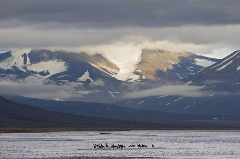 无人,横图,室外,白天,北极,海洋,山,山脉,水,鹅,野生动物,羽毛,挪威,许多,鸟类,地形,很多,自然,动物,摄影,迁徙,生物学,黑雁,斯瓦尔巴德群岛,彩图