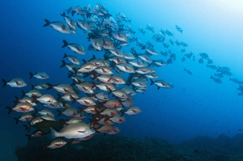 无人,横图,侧面,水下,野生动物,南非,一群,许多,科学,鱼群,很多,鱼类,动物,摄影,生物学,彩图