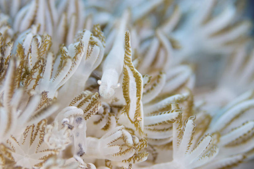 无人,横图,特写,水下,野生动物,印度尼西亚,科学,珊瑚,虾,无脊椎动物,白色,摄影,隐藏,北苏拉威西,软珊瑚,伪装,彩图