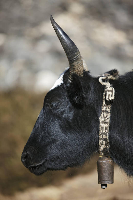 无人,竖图,室外,特写,白天,旅游,尼泊尔,亚洲,黑色,休息,摄影,部分,喜马拉雅山脉,牦牛,彩图,旅行,动物行为