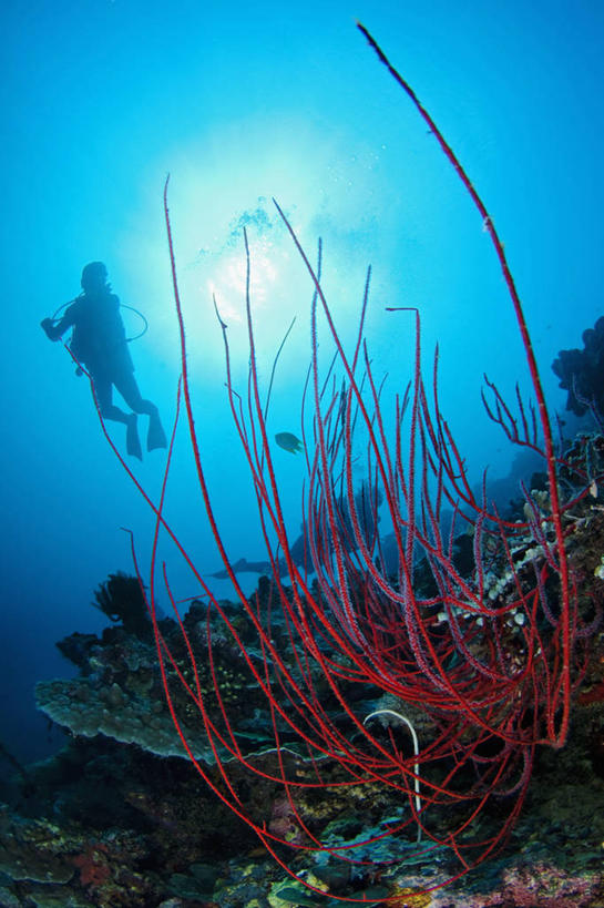 两个人,竖图,镜头眩光,水下,太阳,马来西亚,亚洲,珊瑚,海洋生物,无脊椎动物,潜水,摄影,东南亚,腔肠动物,柳珊瑚,软珊瑚,剪影,婆罗洲岛,珊瑚虫,石帆,水中呼吸器,马来西亚联邦,沙巴州,海团扇,西里伯斯海,暗礁,彩图,诗巴丹岛,水肺潜水