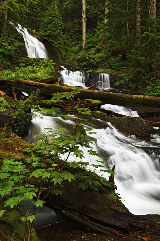 无人,竖图,室外,白天,瀑布,森林,美国,地形,摄影,清新,圆木,华盛顿州,彩图