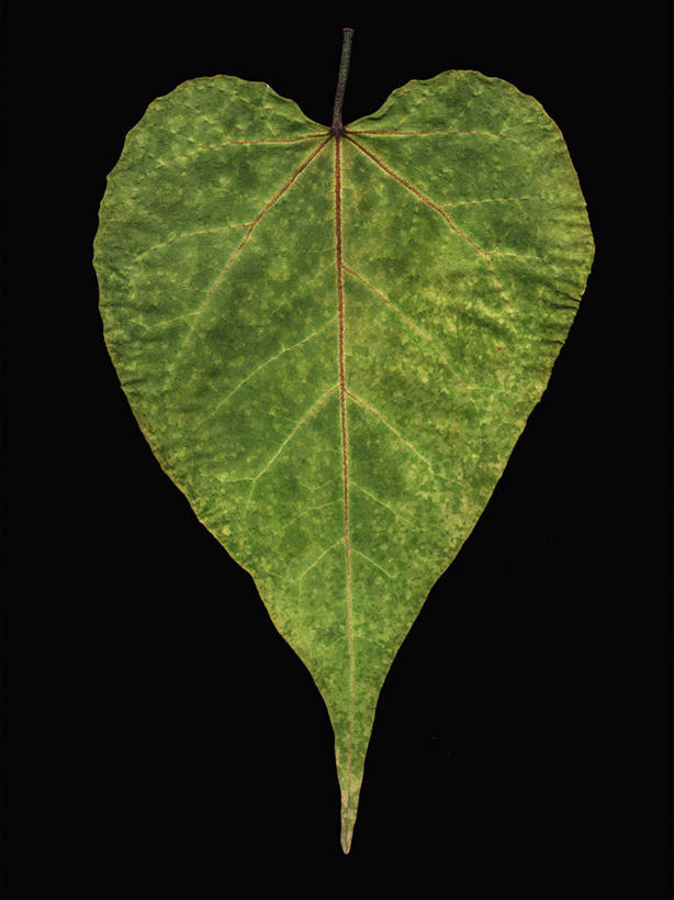 无人,竖图,特写,美景,叶子,黑色背景,科学,景观,一个,绿色,自然,景色,季节,摄影,单个,自然风光,凌霄花,秋天,彩图,影棚拍摄