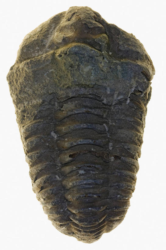 无人,竖图,白色背景,科学,化石,三叶虫,一个,动物,摄影,影棚,单个,摄影棚,节肢动物,彩图,影棚拍摄,拍摄,古生物学