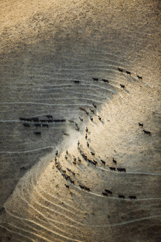 无人,竖图,俯视,航拍,室外,农业,日落,山,牛,美国,一群,许多,牛肉,食品,山谷,很多,黑色,动物,家畜,摄影,鸟瞰,加利福尼亚,母牛,肉牛,隆波克,圣芭芭拉,步行,彩图,高角度拍摄