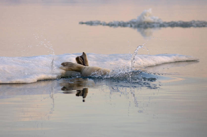 无人,横图,室外,白天,北极,水,全球变暖,哺乳动物,海豹,野生动物,美国,融化,捕食,冰,冰川,自然,动物,浮冰,休息,可爱,摄影,活泼,气象,脚蹼,生物学,气候,北冰洋,彩图,波弗特海,冰架