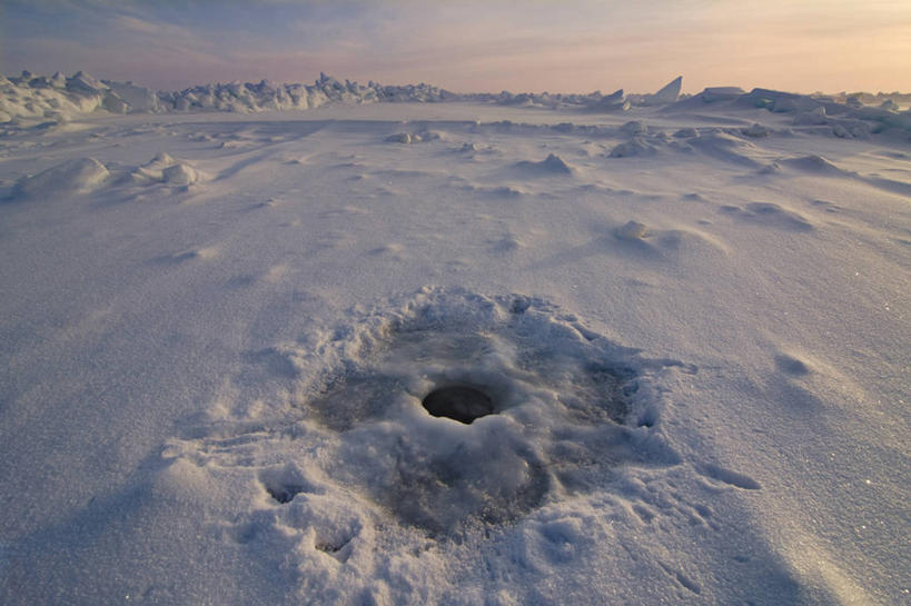 无人,横图,室外,白天,北极,水,雪,全球变暖,哺乳动物,海豹,野生动物,美国,冰,洞,海岸线,自然,动物,浮冰,摄影,气象,生物学,气候,彩图,环斑海豹,冰架