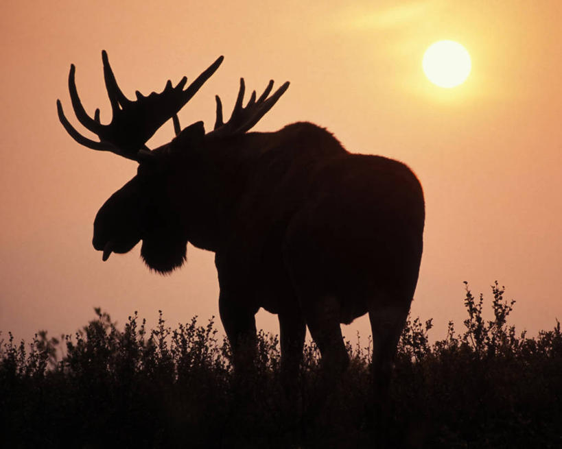 无人,横图,室外,白天,侧面,日落,太阳,哺乳动物,野生动物,火,美国,发光,烟雾,热,自然,动物,橙色,烟,摄影,食草动物,环境,生物学,国家公园,驼鹿,鹿角,剪影,森林火灾,步行,彩图,旅行