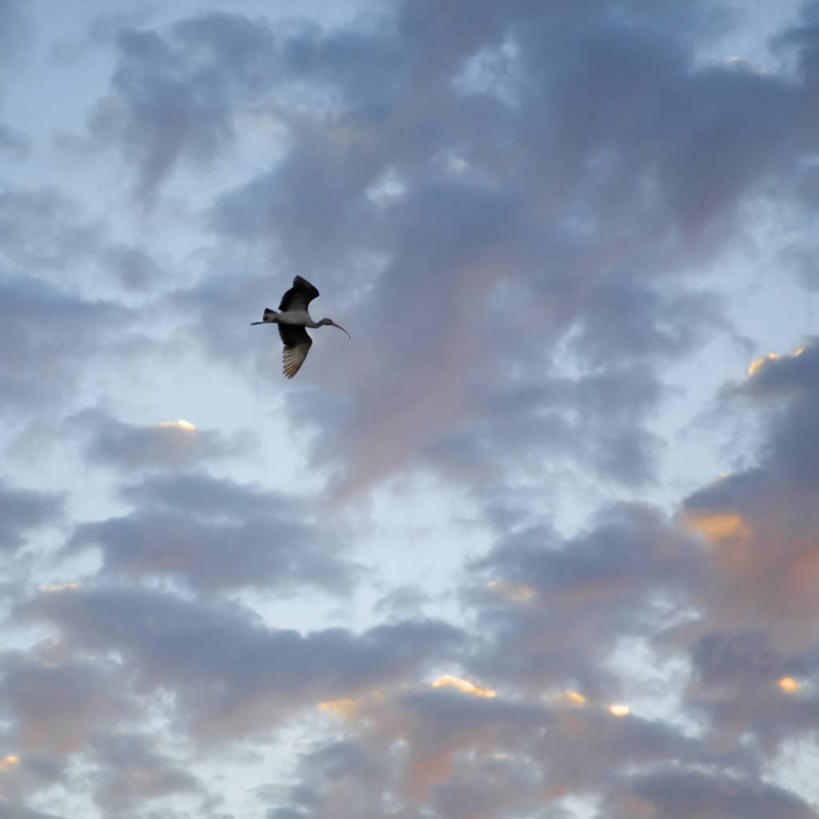 无人,公园,方图,室外,留白,日落,野生动物,美国,鸟类,云,飞,动物,摄影,生物学,北美,北美洲,国家公园,美洲,白朱鹭,朱鹭,佛罗里达,佛罗里达州,佛州,阳光州,北亚美利加洲,亚美利加洲,埃弗格莱兹国家公园,大沼泽国家公园,大沼泽地国家公园,彩图,美利坚合众国