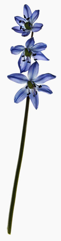 无人,竖图,全景,白色背景,美景,科学,景观,茎,花,花瓣,三个,蓝色,紫色,自然,景色,摄影,影棚,生物学,雄蕊,自然风光,摄影棚,野风信子,彩图,影棚拍摄,拍摄
