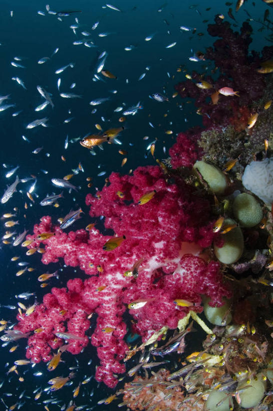 无人,竖图,水下,野生动物,印度尼西亚,一群,许多,丰富,科学,珊瑚,很多,教育,鱼类,教,摄影,多样,生物学,软珊瑚,西巴布亚省,暗礁,彩图,生态多样性