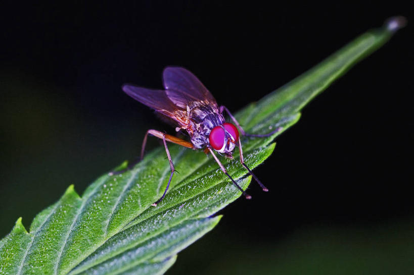 无人,横图,室内,特写,叶子,美国,昆虫,绿色,动物,摄影,益虫,彩图