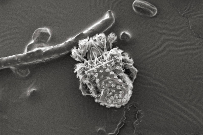 无人,横图,黑白,仪器,检查,反射,分析,科学,昆虫,显微镜,观察,清晰,探索,摄影,放大,观看,仔细,透镜,凸透镜,聚焦,关注,节肢动物,光学,清楚,扫描电镜,扫描电子显微镜,螨