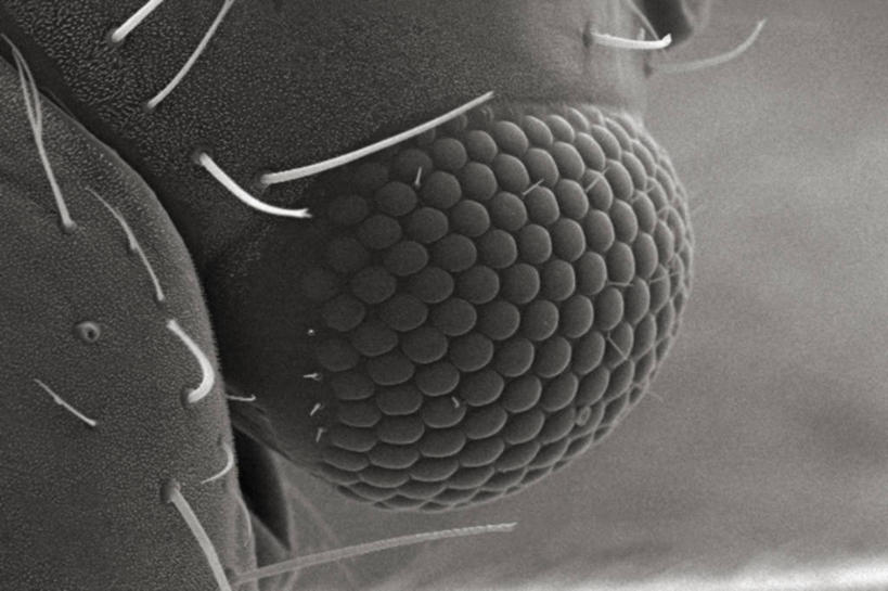 无人,横图,黑白,仪器,羽毛,检查,反射,分析,科学,昆虫,显微镜,观察,清晰,探索,摄影,放大,观看,仔细,透镜,凸透镜,聚焦,关注,节肢动物,光学,清楚,角膜,复眼,扫描电镜,扫描电子显微镜