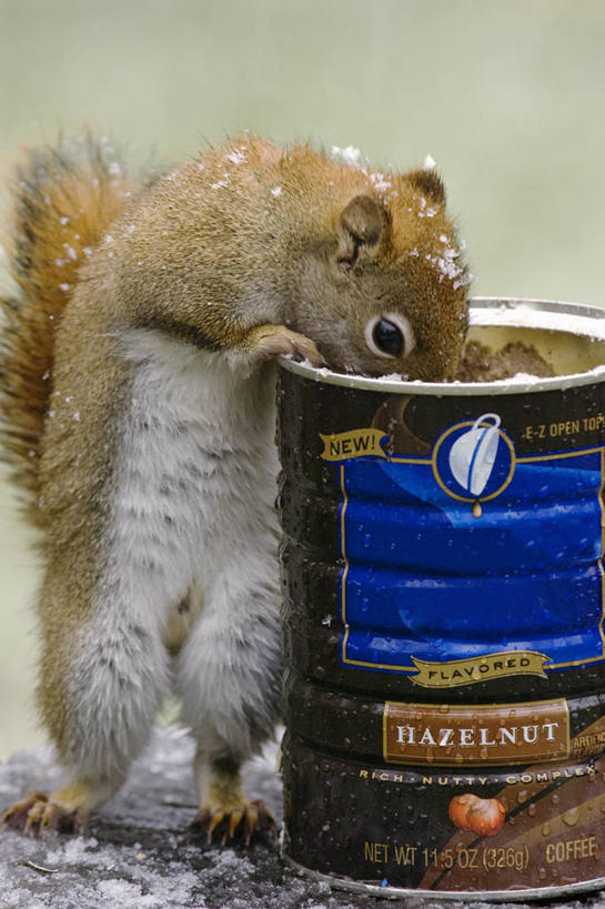 竖图,室外,白天,侧面,纯洁,雪,野生动物,罐子,动物,松鼠,可爱,探索,童年,童趣,摄影,决心,生存,童真,烂漫,无邪,坚持,天真,彩图,好奇心