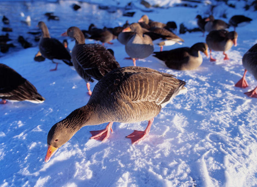无人,站,吃,横图,俯视,室外,白天,旅游,度假,美景,雪,大雪,鹅,野生动物,欧洲,冰岛,一群,许多,覆盖,阴影,光线,影子,池塘,积雪,景观,雪景,冬季,冬天,首都,很多,注视,娱乐,阳光,自然,动物,观察,看,站着,享受,休闲,景色,放松,寒冷,可爱,活泼,观看,察看,关注,自然风光,北欧,遮盖,冰岛共和国,严寒,笼罩,笼盖,雷克雅未克,嚼,食,站立,彩图,高角度拍摄,全身
