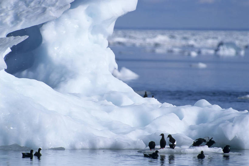 游泳,无人,横图,室外,白天,正面,旅游,度假,冰山,河流,美景,山,水,海鸟,海鸥,鸟,加拿大,一堆,一群,许多,阴影,波纹,堆叠,堆积,朦胧,模糊,光线,鸟类,影子,冰,河水,景观,山峰,水流,山峦,很多,注视,娱乐,冰川,蓝色,倒影,蓝天,水纹,天空,阳光,自然,波浪,天,观察,看,享受,休闲,景色,放松,寒冷,观看,堆,察看,冰冷,倒映,北美,北美洲,关注,自然风光,美洲,冰河,北亚美利加洲,亚美利加洲,严寒,冰凉,酷寒,凛冽,凛凛,极冷,反照,彩图,全身