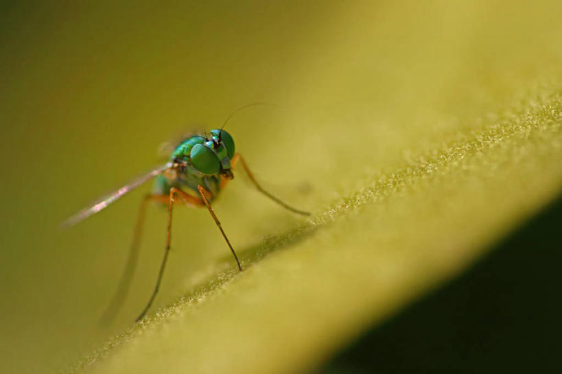 无人,横图,室外,特写,白天,正面,植物,苍蝇,叶子,阴影,朦胧,模糊,新鲜,光线,细菌,昆虫,纹理,影子,绿叶,注视,一只,绿色,阳光,动物,观察,看,趴着,嫩叶,观看,青春,察看,生命,关注,和平,安详,病菌,肌理,害虫,传染,四害,冷色,果蝇,叶,叶片,叶脉,趴,彩图,全身