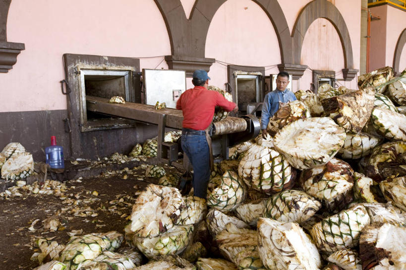 西方人,两个人,站,搬运,横图,室内,白天,正面,植物,龙舌兰,袋子,叶子,欧洲,欧洲人,握,阴影,服装,传输,光线,影子,塑料,墙,绿叶,拿,拿着,注视,休闲装,墙壁,墙面,衣服,绿色,阳光,塑料制品,观察,看,站着,休闲,休闲服,嫩叶,握着,运输,服饰,生长,成长,观看,传送带,察看,便利,传送,关注,载具,传输带,塑封,方便,毛边丝兰,软叶丝兰,丝兰,番麻,男人,男性,中年男性,白种人,叶,叶片,站立,彩图,全身,密封袋,塑封袋,龙舌掌