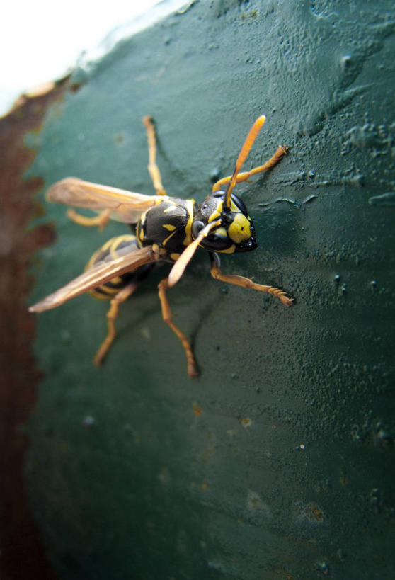 无人,站,竖图,室外,白天,正面,旅游,度假,美景,植物,蜜蜂,叶子,一片,阴影,光线,昆虫,影子,景观,绿叶,注视,娱乐,一只,绿色,阳光,自然,动物,观察,看,站着,享受,休闲,嫩叶,景色,放松,生长,成长,观看,厌恶,察看,关注,自然风光,益虫,讨厌,叶,叶片,站立,彩图,全身