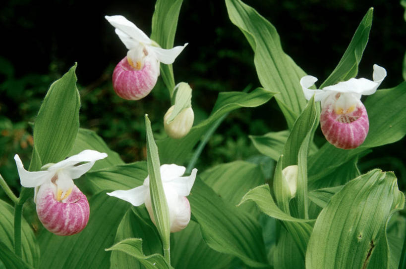 无人,横图,室外,特写,白天,正面,旅游,度假,美景,植物,叶子,许多,盛开,景观,绿叶,娱乐,花,花瓣,花朵,花卉,鲜花,红色,自然,花蕊,享受,休闲,嫩叶,景色,放松,高雅,自然风光,淡泊,花中君子,杓兰,皇后杓兰,皇后喜普鞋兰,兰花,叶,叶片,彩图,拟兰,女神之花