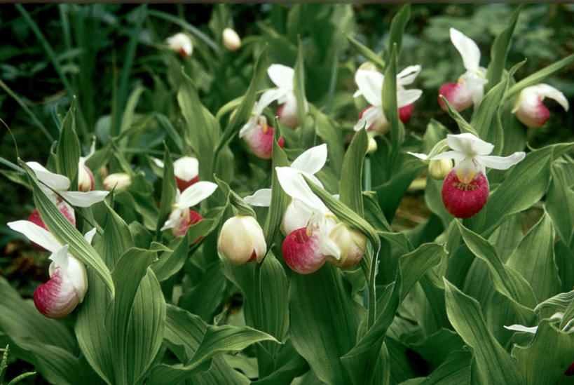 无人,横图,室外,白天,正面,美景,叶子,许多,阴影,盛开,鲜艳,光线,影子,景观,绿叶,美丽,花蕾,漂亮,花,花瓣,花朵,鲜花,红色,白色,阳光,自然,花苞,花蕊,嫩叶,景色,高雅,优美,自然风光,摩登,艳丽,淡泊,花中君子,杓兰,斑斓,标致,瑰丽,娇艳,锦绣,娟秀,俊丽,奇丽,俏丽,时兴,秀丽,兰花,叶,叶片,彩图,拟兰,女神之花