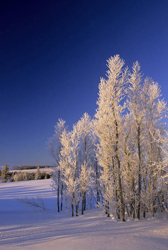 无人,竖图,室外,白天,正面,美景,雪,植物,大雪,加拿大,阴影,平静,光线,影子,积雪,景观,雪景,冬季,冬天,树,树木,蓝色,绿色,蓝天,天空,阳光,自然,天,景色,安静,寒冷,生长,晴朗,成长,宁静,北美,北美洲,静谧,自然风光,美洲,万里无云,北亚美利加洲,亚美利加洲,严寒,沉静,恬静,安祥,僻静,清静,太平,爱德华王子岛,晴空,晴空万里,彩图