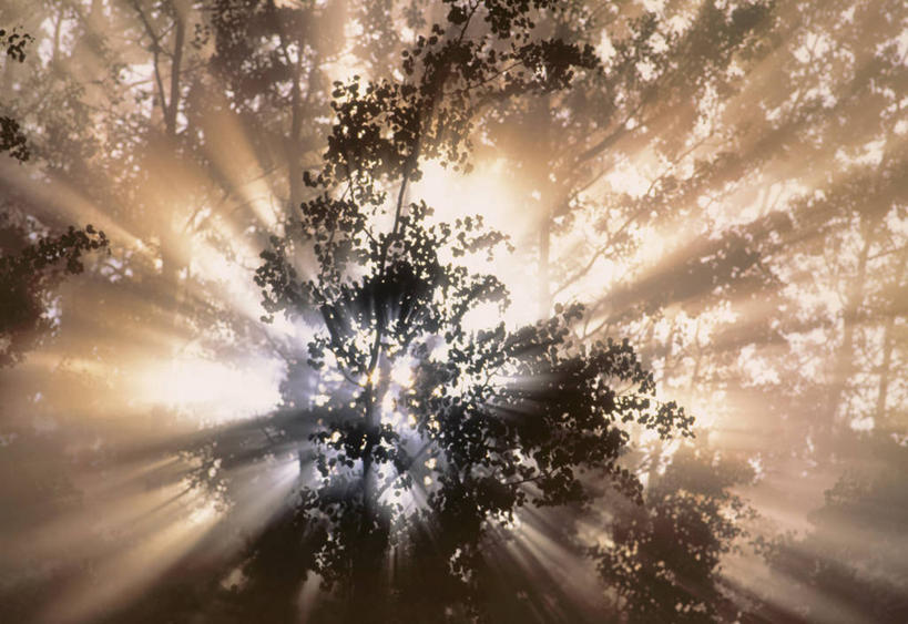 无人,横图,室外,白天,仰视,旅游,度假,美景,植物,雾,叶子,加拿大,朦胧,梦幻,模糊,围绕,发光,光束,光线,光泽,景观,绿叶,光亮,光芒,照射,娱乐,树,树木,绿色,自然,享受,休闲,嫩叶,景色,放松,缭绕,生长,成长,迷雾,北美,北美洲,未来,发亮,自然风光,美洲,照耀,光辉,旋绕,憧憬,洛矶山脉,落基山脉,北亚美利加洲,亚美利加洲,萦绕,毫光,亚伯达盆地,映照,回绕,叶,叶片,大雾,彩图,低角度拍摄