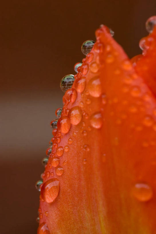 无人,竖图,室外,特写,白天,正面,旅游,度假,美景,水,露水,阴影,朦胧,模糊,盛开,鲜艳,透明,光线,液体,影子,景观,水滴,美丽,花蕾,漂亮,娱乐,水珠,花,花瓣,花朵,鲜花,两朵,红色,阳光,自然,露珠,花苞,花蕊,享受,休闲,景色,放松,生机,优美,剔透,自然风光,摩登,艳丽,灵动,通明,斑斓,标致,瑰丽,娇艳,锦绣,娟秀,俊丽,奇丽,俏丽,时兴,秀丽,彩图,晶莹