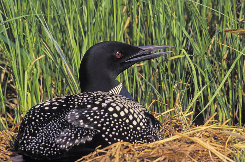 无人,躺,横图,室外,白天,侧面,旅游,度假,草地,草坪,美景,植物,鸟,加拿大,鸟类,鸟巢,景观,注视,娱乐,草,一只,绿色,自然,观察,看,张嘴,享受,休闲,景色,放松,观看,察看,北美,北美洲,关注,自然风光,美洲,张大嘴巴,潜鸟,北亚美利加洲,亚美利加洲,普通潜鸟,卧着,张开嘴,躺着,卧,彩图,全身