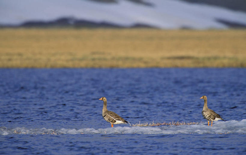 无人,站,横图,室外,白天,侧面,旅游,度假,河流,美景,水,雪,大雪,鹅,鸟,美国,波纹,鸟类,水鸟,冰,河水,积雪,景观,水流,雪景,冬季,冬天,涟漪,注视,娱乐,倒影,水纹,自然,波浪,浮冰,观察,看,站着,两只,享受,休闲,景色,放松,寒冷,观看,察看,冰冷,倒映,北美,北美洲,关注,自然风光,美洲,加拿大鹅,水晕,北亚美利加洲,亚美利加洲,严寒,冰凉,酷寒,凛冽,凛凛,极冷,流冰,浮冰块,反照,站立,彩图,全身
