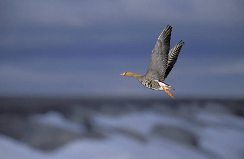 无人,横图,室外,白天,侧面,旅游,度假,美景,雪,大雪,鹅,鸟,美国,飞翔,伸展,张开,展翅,阴影,朦胧,模糊,飞行,光线,翅膀,鸟类,水鸟,影子,积雪,景观,雪景,云,云朵,冬季,冬天,翱翔,云彩,注视,娱乐,飞,一只,蓝色,白云,蓝天,天空,阳光,自然,天,观察,看,享受,休闲,景色,放松,寒冷,晴朗,观看,察看,北美,北美洲,关注,自然风光,美洲,加拿大鹅,张开翅膀,北亚美利加洲,亚美利加洲,严寒,展开翅膀,晴空,彩图,全身