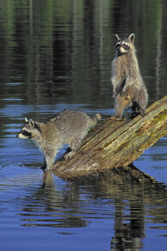 无人,站,竖图,室外,白天,正面,湖,湖泊,美景,水,哺乳动物,野生动物,阴影,波纹,光线,影子,湖面,景观,水流,水面,树桩,涟漪,注视,树,树干,灰色,倒影,水纹,阳光,自然,动物,波浪,湖水,观察,看,站着,两只,游玩,木桩,景色,可爱,活泼,观看,察看,倒映,关注,自然风光,浣熊,水晕,尖吻浣熊,反照,嬉戏,站立,彩图,全身